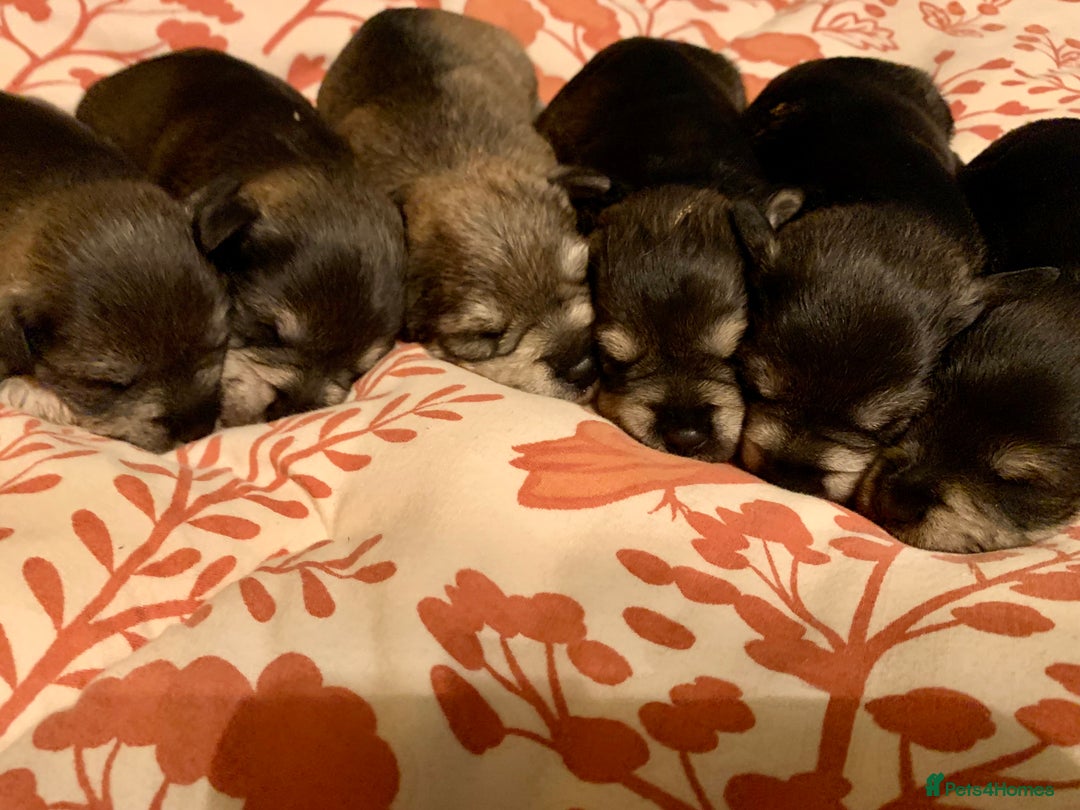 Miniature Schnauzer dogs for sale: Miniature Schnauzer pups - Image 10