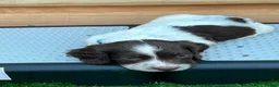 English Springer Spaniel dogs for sale: KC REg' English Springer Spaniel Pups for sale - Advert 4