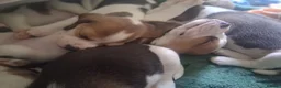 Beagle dogs for sale: KC Reg Pure Pedigree champ Beagle  - Advert 7
