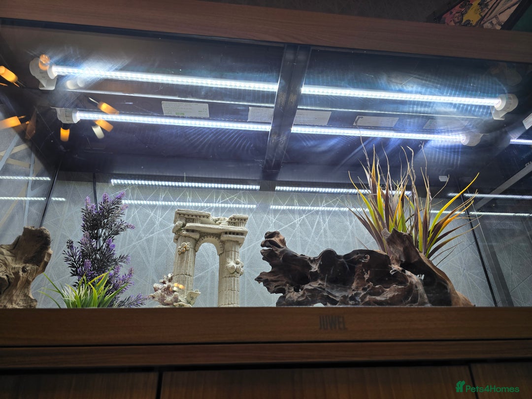 Angelfish fish for sale: Juwel Rio 180l - Image 9
