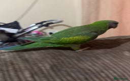 Parrots birds for sale: Handreared Derbyran parrot - Image 6