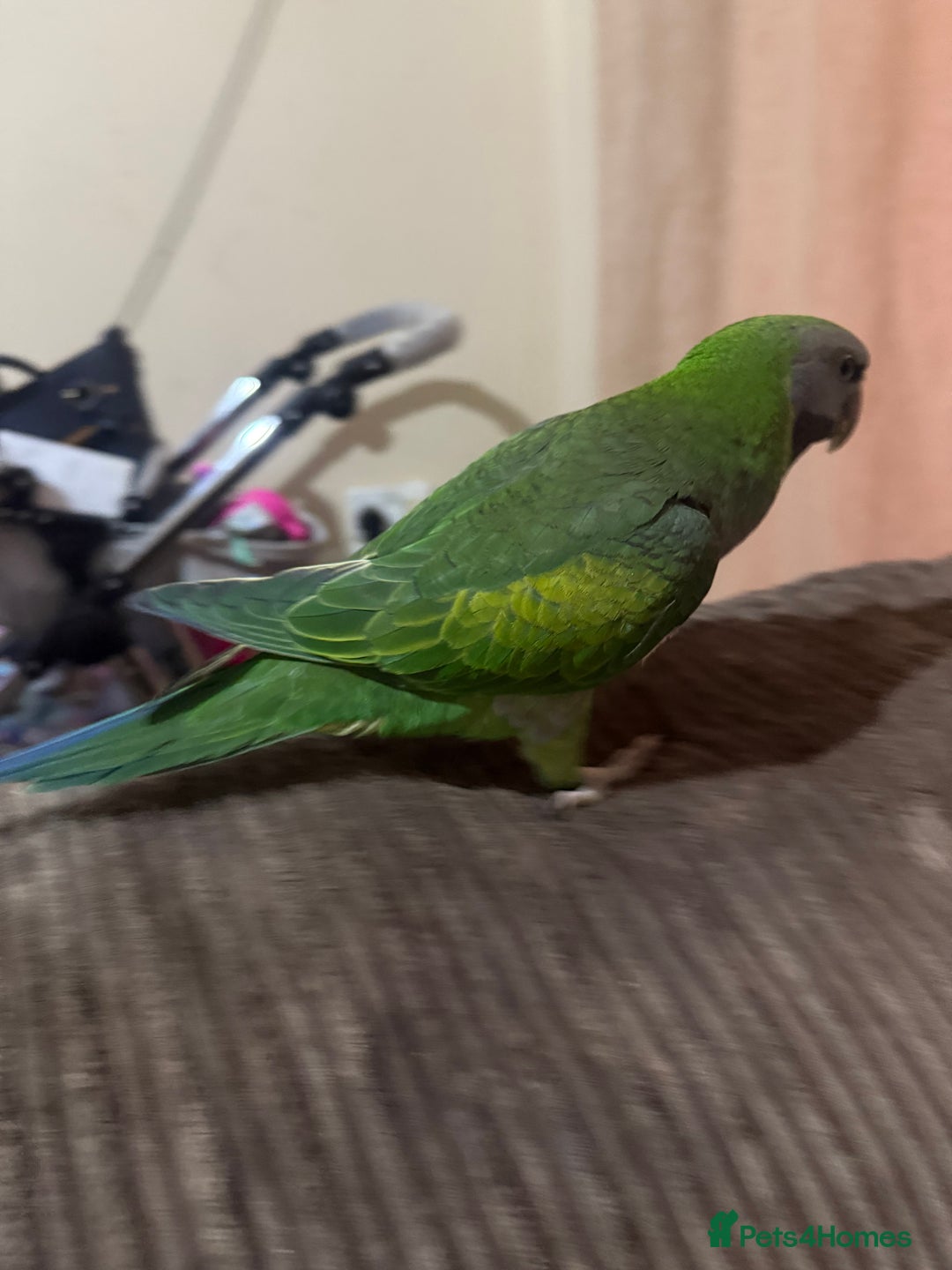 Parrots birds for sale: Handreared Derbyran parrot - Image 6