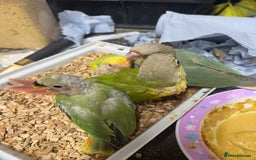 Conures birds for sale: Hand Reared Tame baby conures  - Image 5