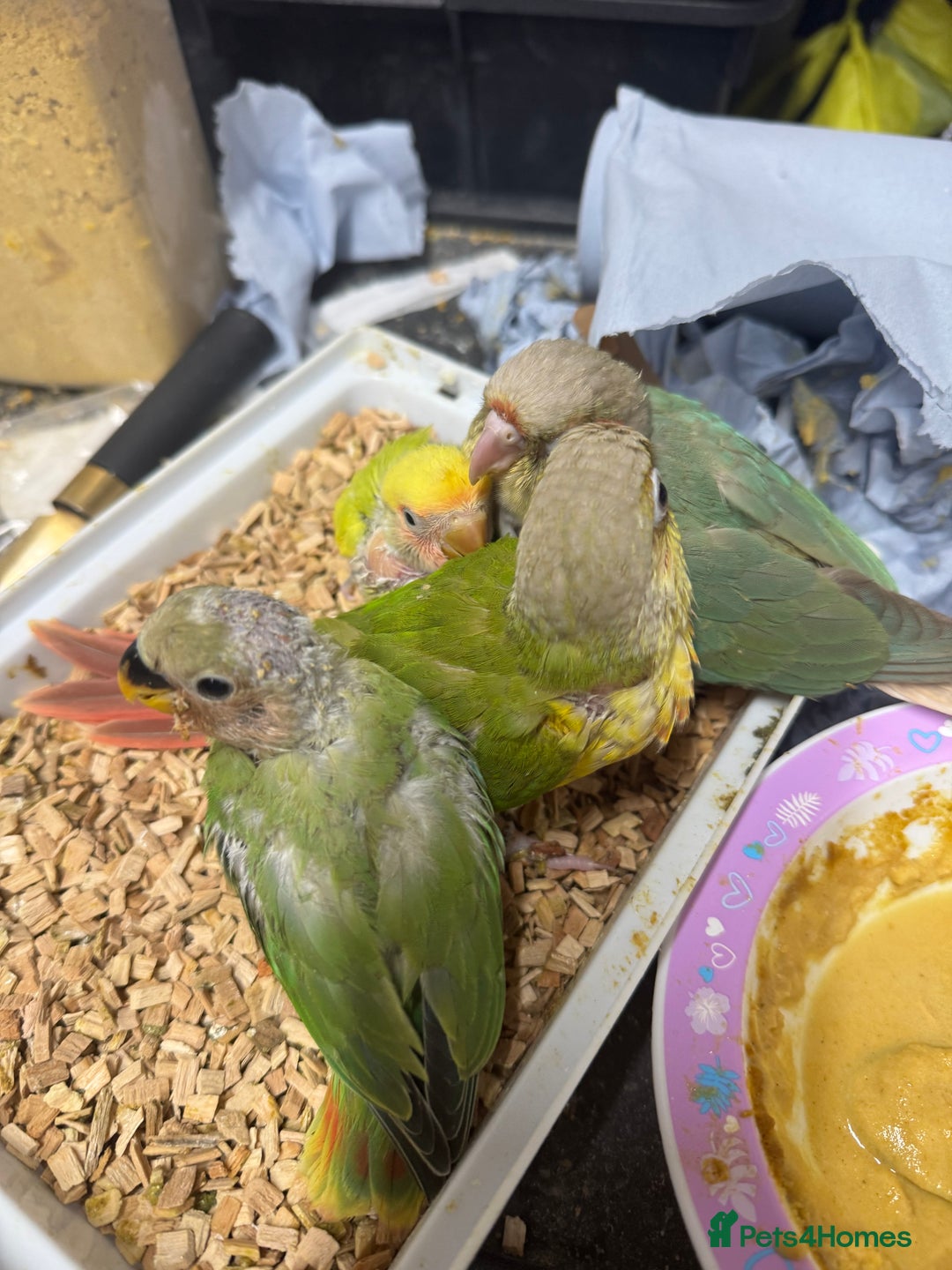 Conures birds for sale: Hand Reared Tame baby conures  - Image 5