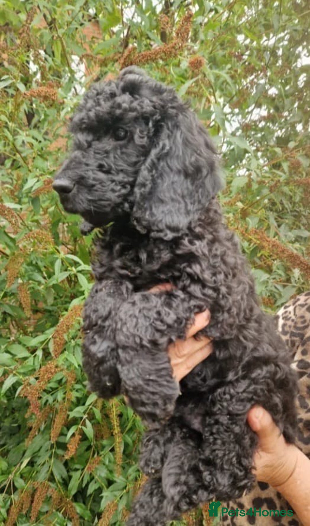 Cockapoo dogs for sale: Cockapoo - Advert 1