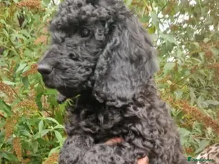 Cockapoo dogs Cockapoo - Advert 3