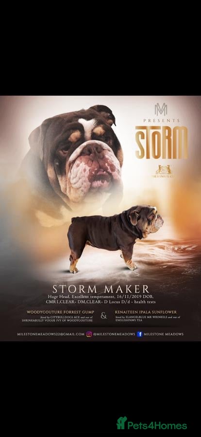 English Bulldog dogs Storm maker - Advert 2