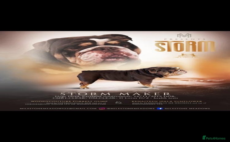 English Bulldog dogs - Advert 1