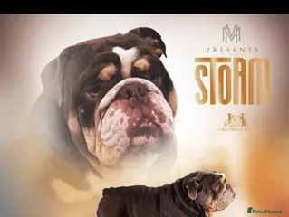 English Bulldog dogs Storm maker - Advert 2