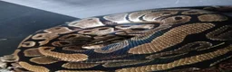 Python Snake reptiles for sale: Royal python  - Advert 3