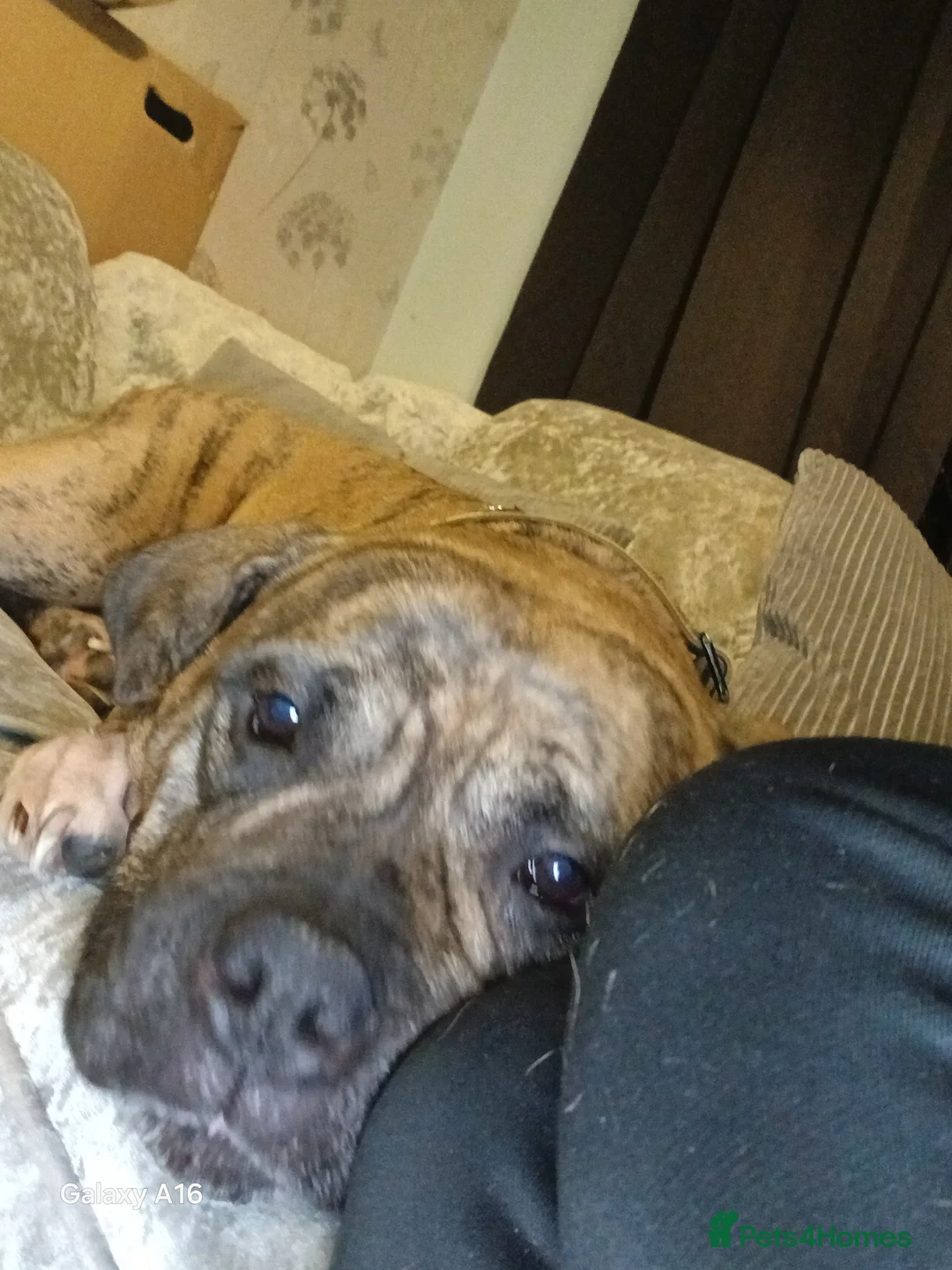 Mixed Breed dogs for sale: Staff cross female - Advert 2