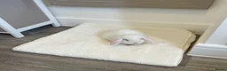 Mini Lop rabbits for sale: Baby Mini Lop Beautiful Girl  in Deal - Advert 5