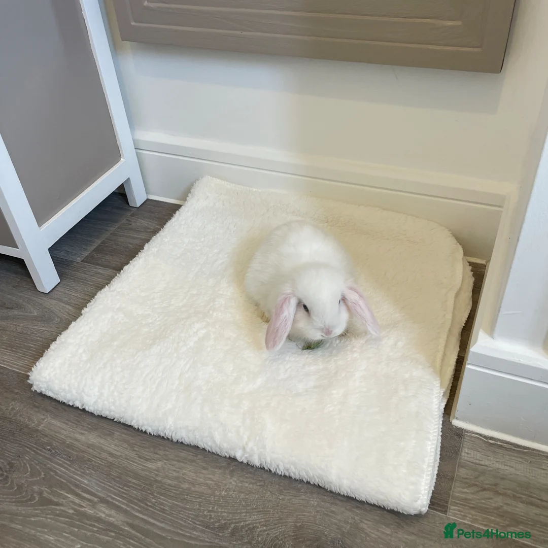 Mini Lop rabbits for sale: Baby Mini Lop Beautiful boy - Advert 6