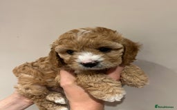 Cavapoo dogs for sale: Perfect family Cavapoos. Home raised, ready 28 Oct - Image 7