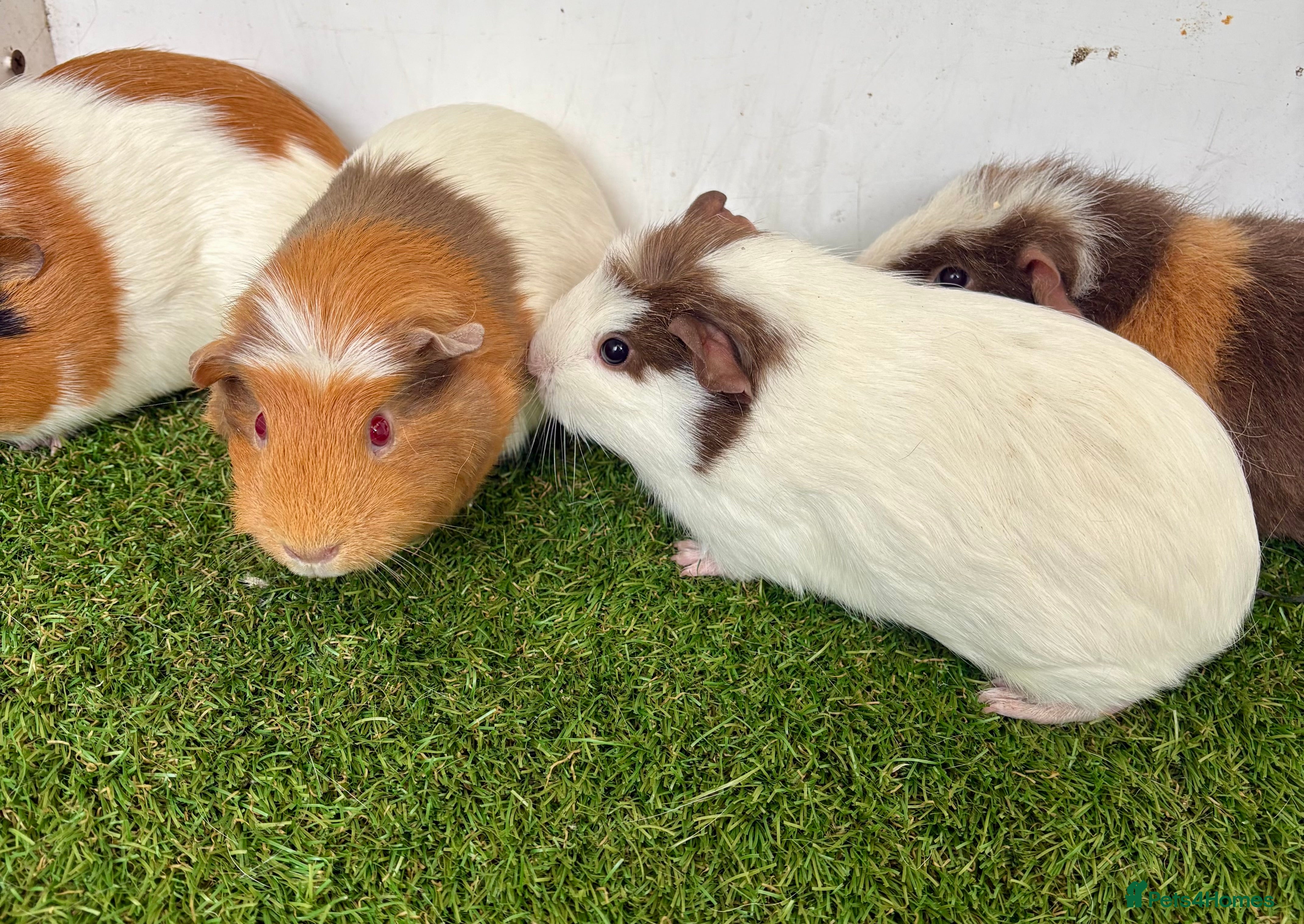 Guinea Pig rodents Female baby guinea pigs  - Advert 14