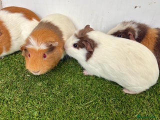 Guinea Pig rodents Female baby guinea pigs - Advert 14
