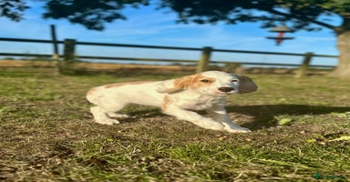 Cocker Spaniel dogs in Peterborough - Advert 7