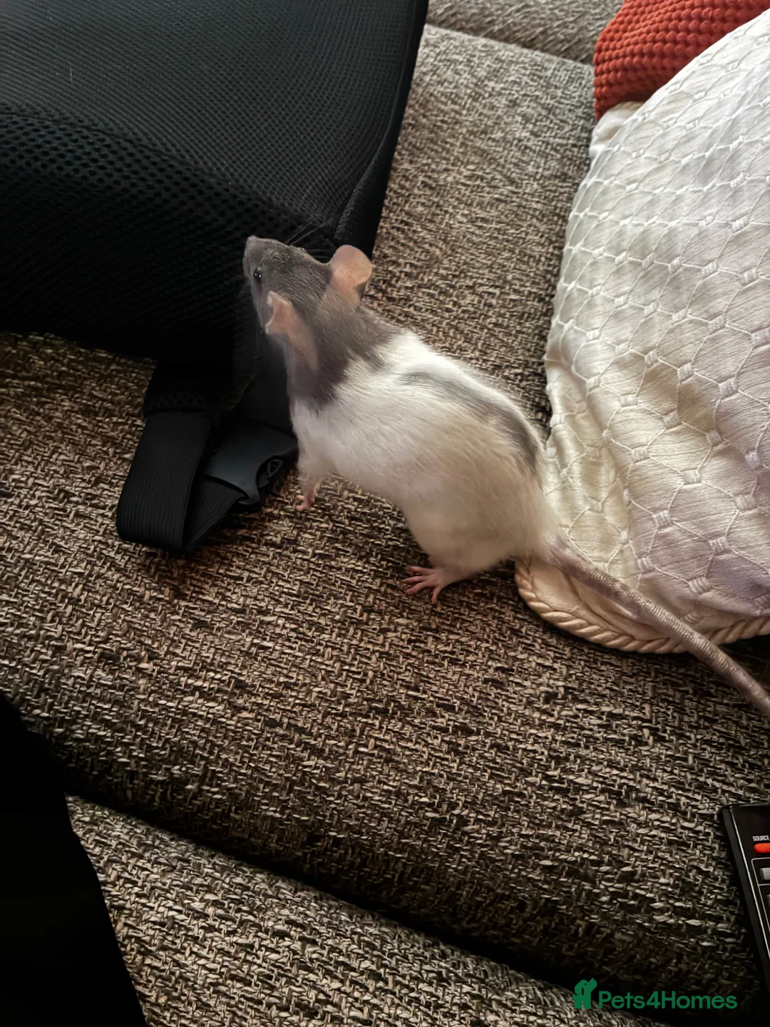 Rat rodents for sale: 2 female rats and 3 tier cage and accessories  in Hartlepool - Advert 3