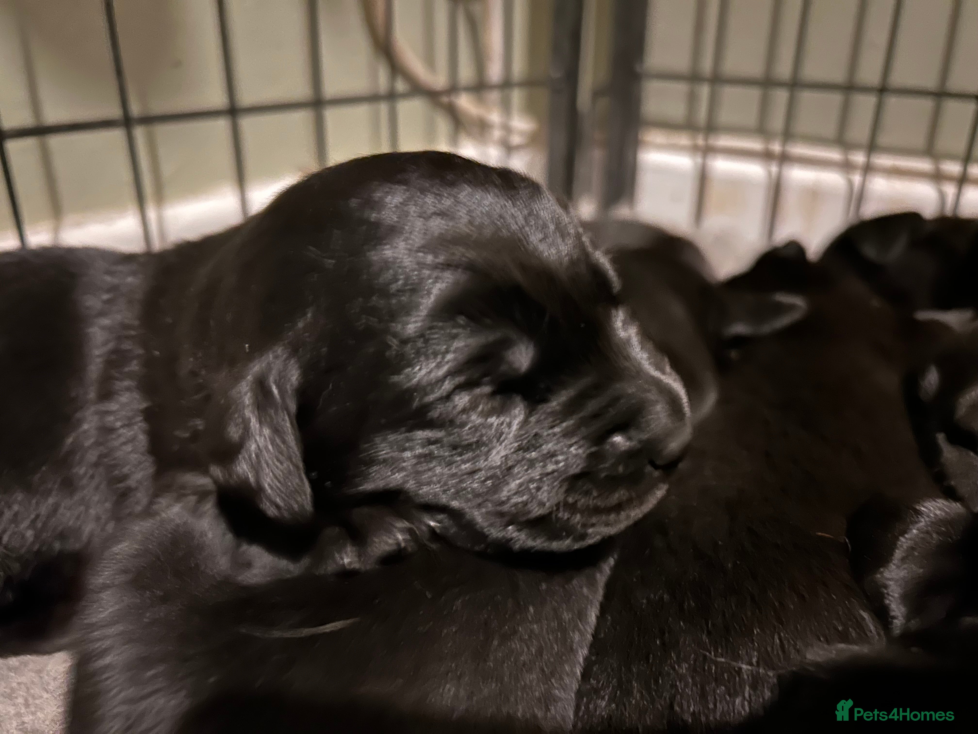 Labrador Retriever dogs Beautiful Black lab puppies in King's Lynn - Advert 9