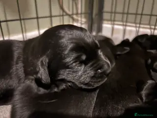 Labrador Retriever dogs Beautiful Black lab puppies in King's Lynn - Advert 9