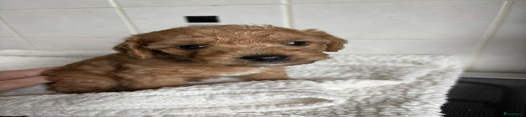 Mixed Breed Puppy 1