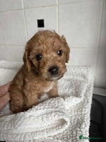 Mixed Breed dogs - Advert 8