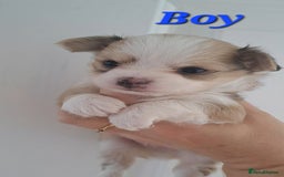 Chihuahua dogs for sale: Long Coat Chihuahua puppies - Image 9