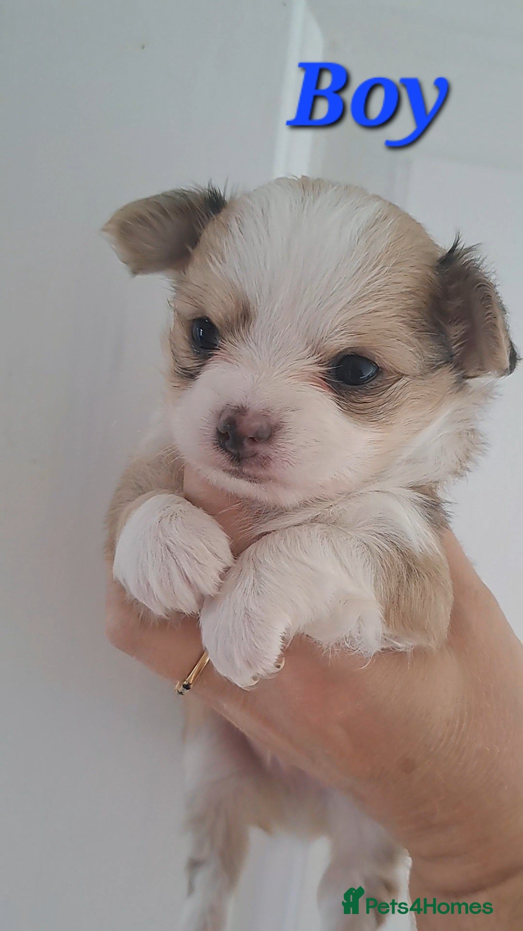 Chihuahua dogs for sale: Long Coat Chihuahua puppies - Image 9