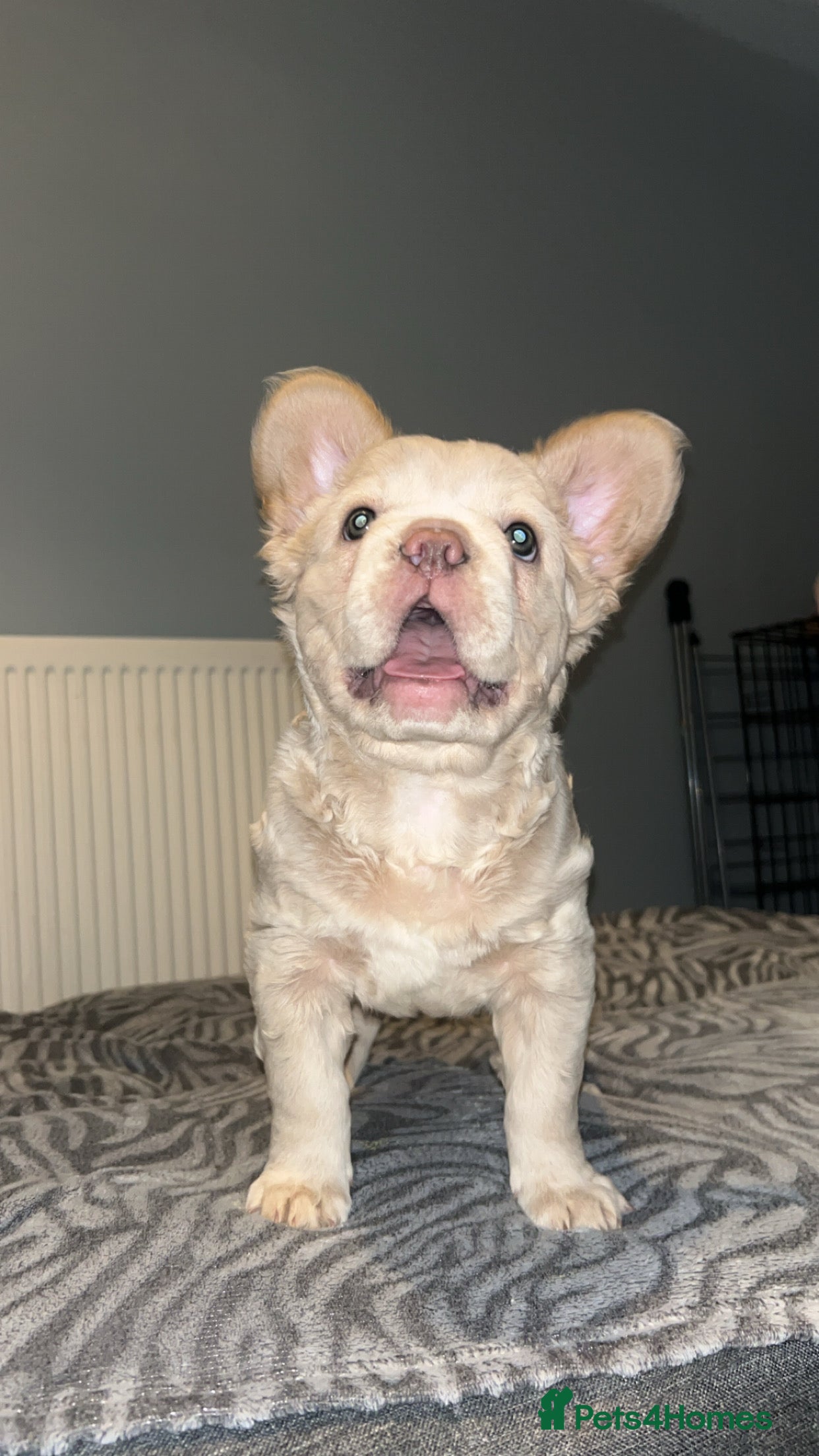 French Bulldog dogs Female frenchie puppy ready for new home - Advert 9
