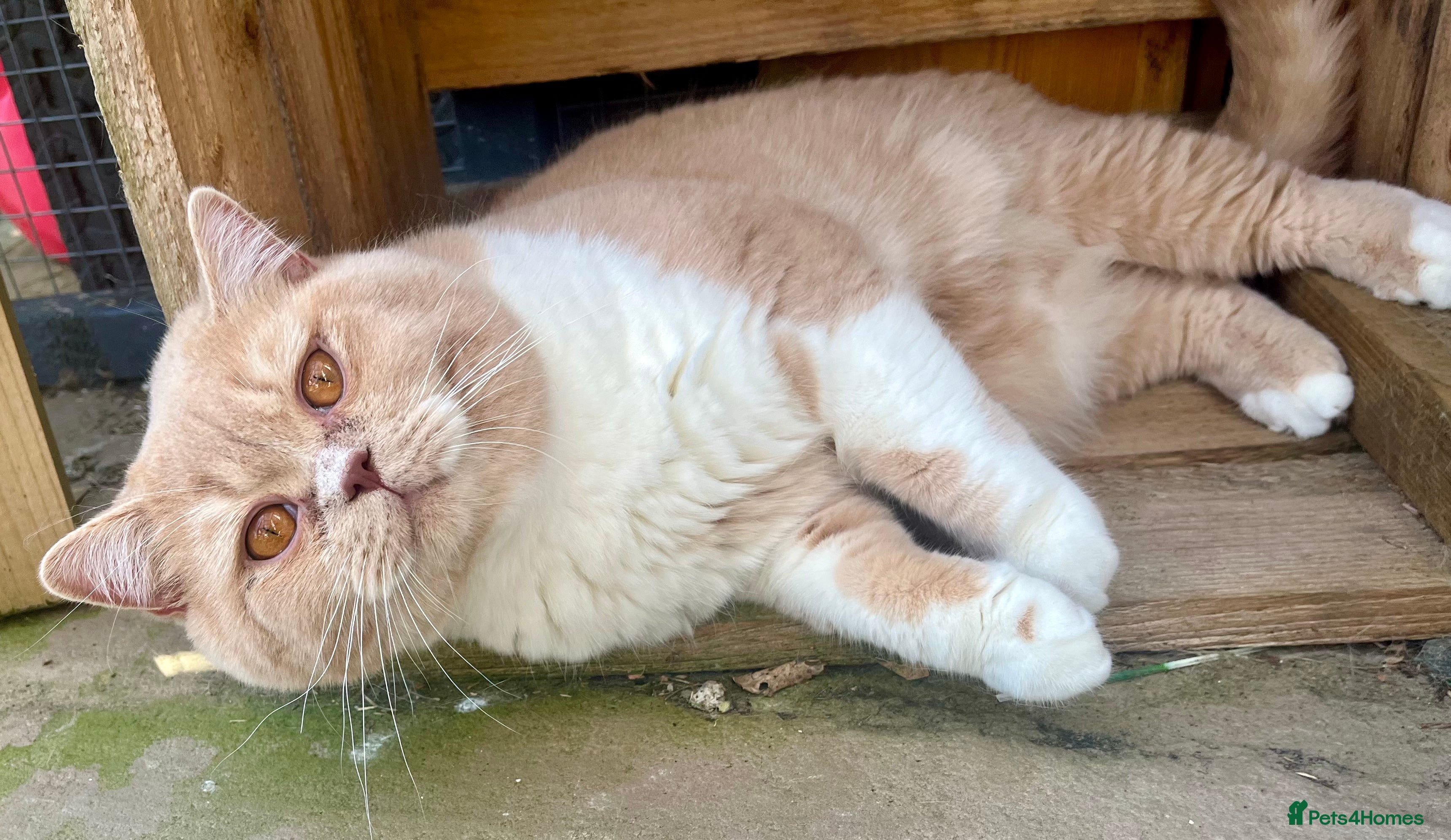 British Shorthair cats GCCF Champion Cream bicolour BSH Blood Group B  in Malvern - Advert 11