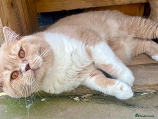 British Shorthair cats in Malvern - Advert 33