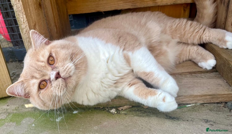 British Shorthair cats GCCF Champion Cream bicolour BSH Blood Group B in Malvern - Advert 7