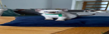 Siamese 2