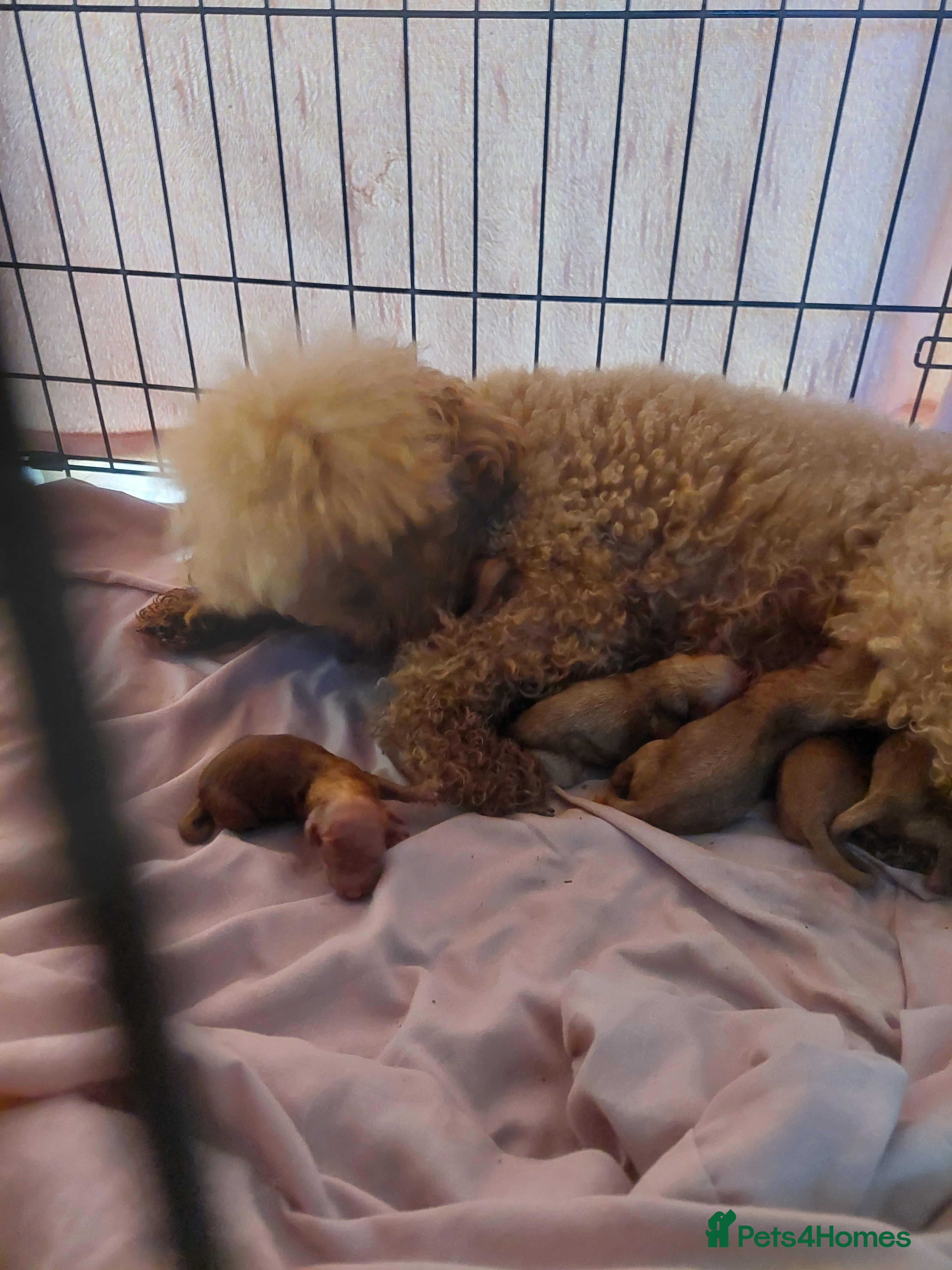 Toy Poodle dogs Beautiful toy poodle pups  - Advert 1