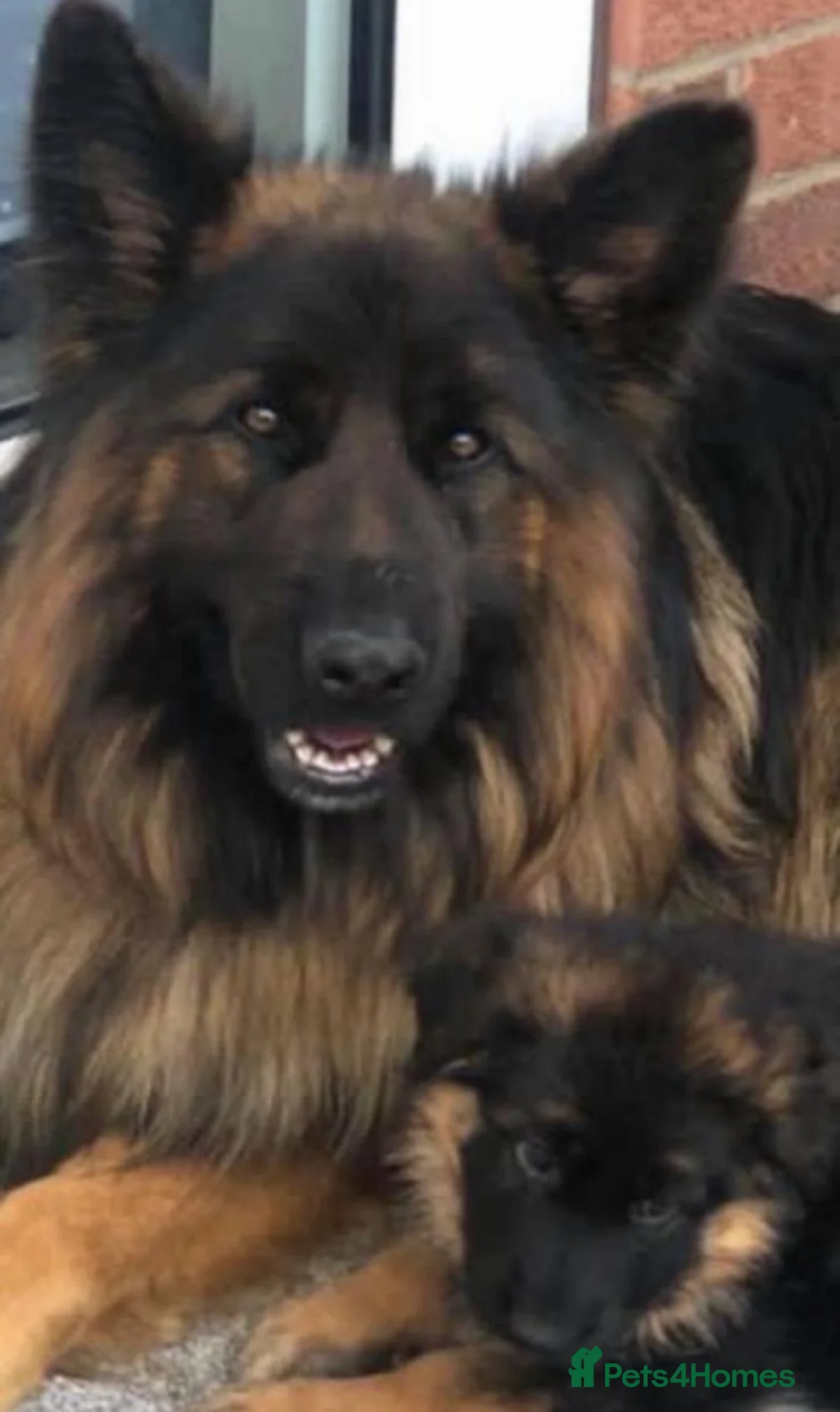 German Shepherd dogs for sale: Stunning Pedigree Female German Shepherd Puppy - Advert 7