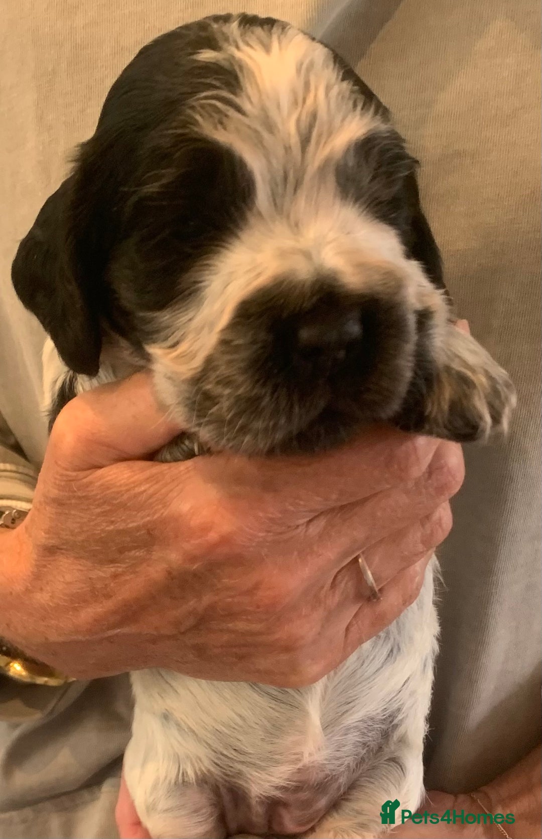Cocker Spaniel dogs for sale: Show Cocker Spaniel pups - Image 4