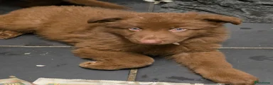 German Shepherd 1