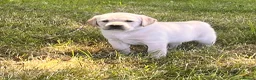 Labrador Retriever dogs for sale: Fabulous blonde Labrador puppies  - Advert 21