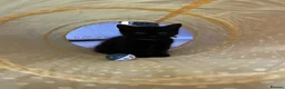Mixed Breed cats for sale: Gorgeous black kittens ready next week - Advert 9
