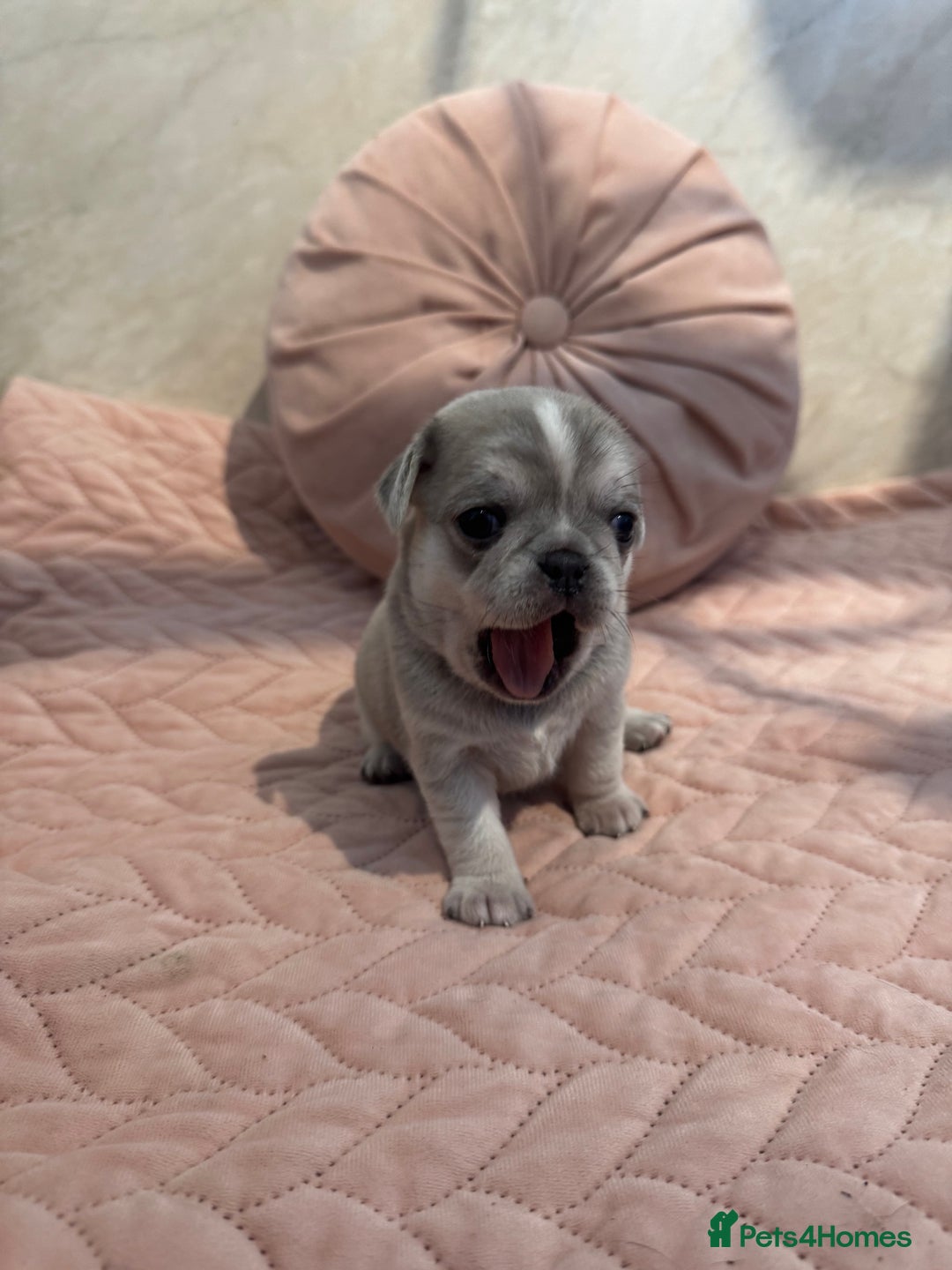 Pug dogs for sale: Only 2 left! Rare coloured pug puppies available  - Advert 22