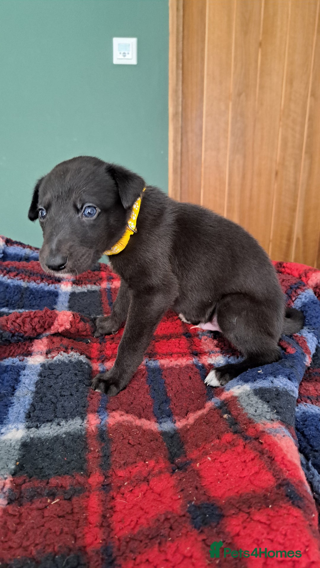 Greyhound dogs for sale: Irish Greyound Puppies  - Image 6
