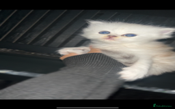 Persian cats for sale: Persian kittens - Image 1