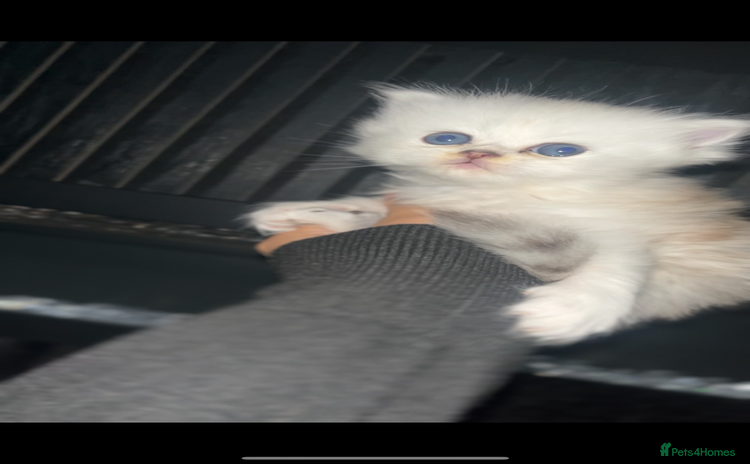 Persian cats - Advert 4