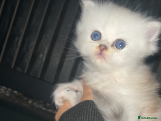 Persian cats - Advert 13