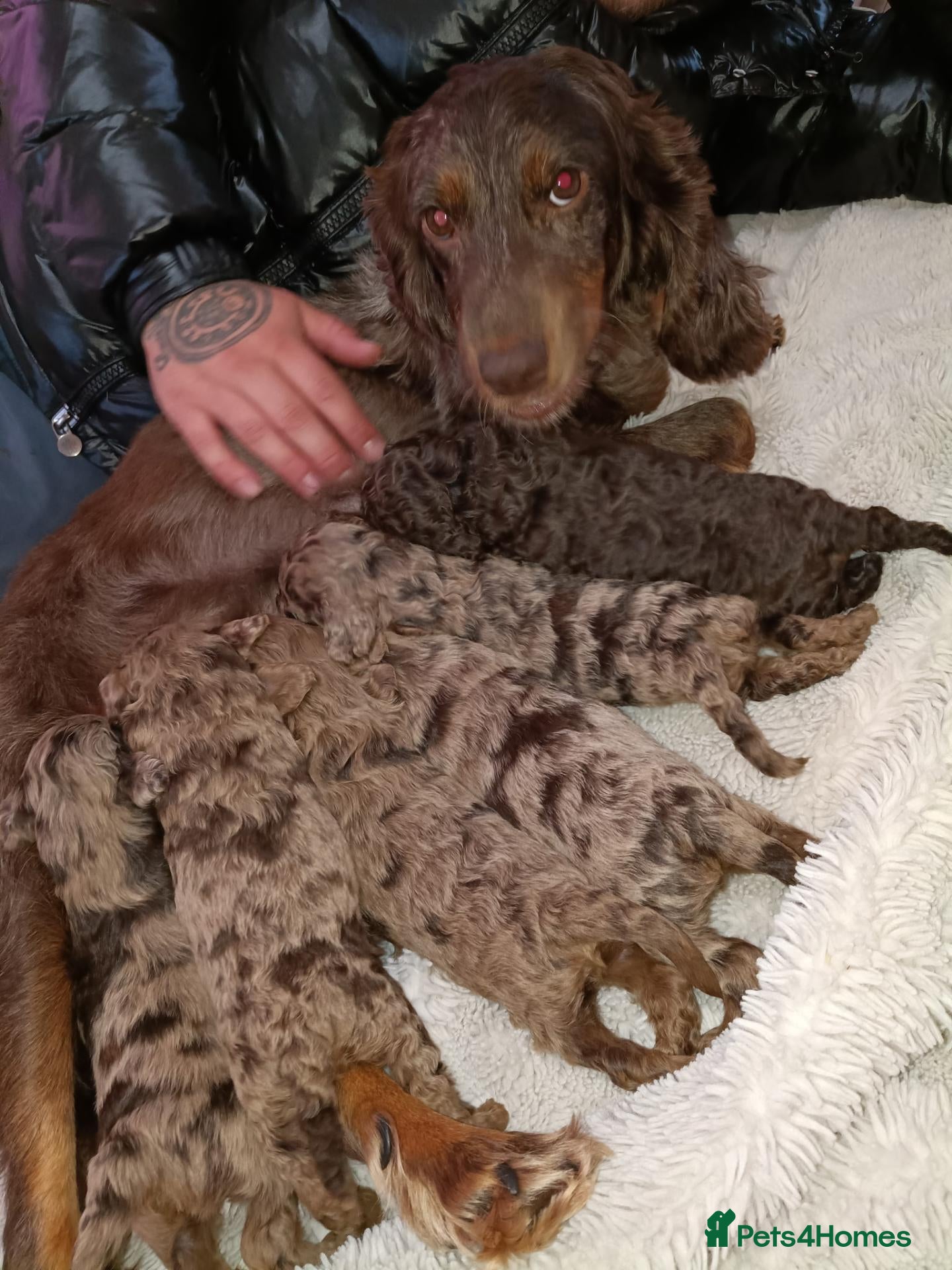 Cockapoo dogs Gorgeous Cockapoos from health-tested parents. - Advert 5