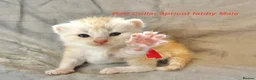 Maine Coon cats for sale: Stunning Maine Coon kittens in Droitwich - Advert 4
