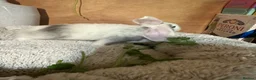 Mini Lop rabbits for sale: Mini Lop/Harlequin colours - Advert 15