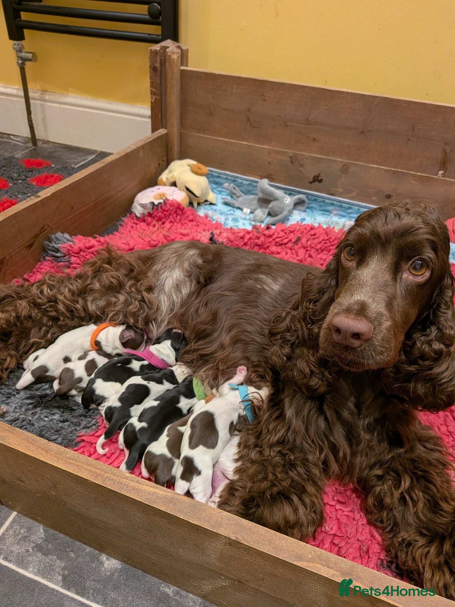 Cocker Spaniel dogs KC Show Cocker Spaniel Pups Health Tested Parents - Advert 2