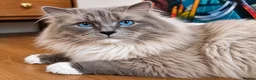 Ragdoll cats for sale: Beautiful Ragdoll boy  - Advert 2