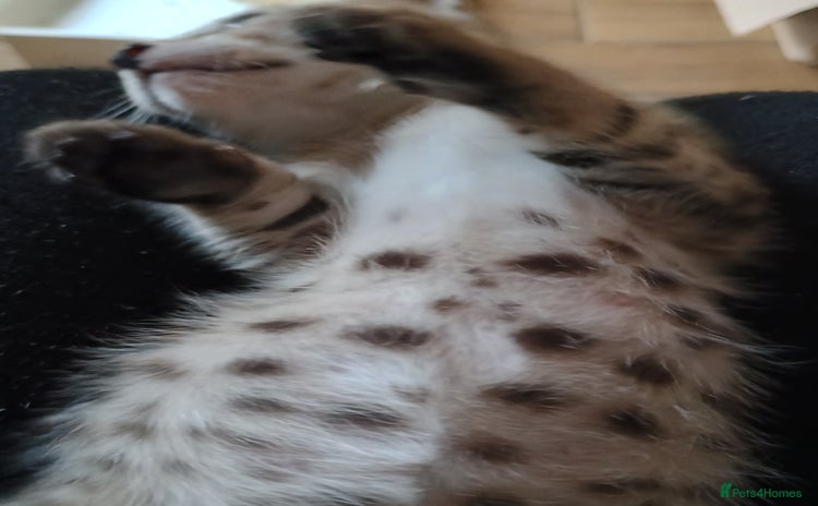 Savannah cats - Advert 1